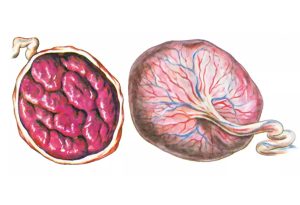 Spracovanie placenty